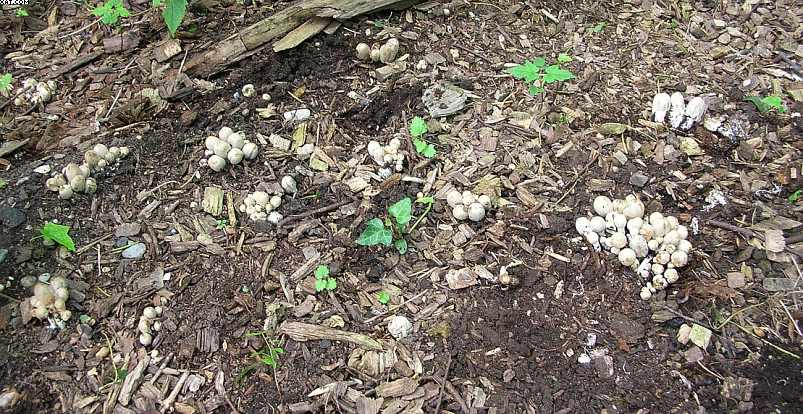 Coprinopsis strossmayeri (Schulzer) Redhead et al.